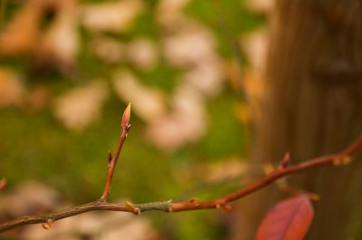 Stewartia sinensis - stevartie čínská - pupen
